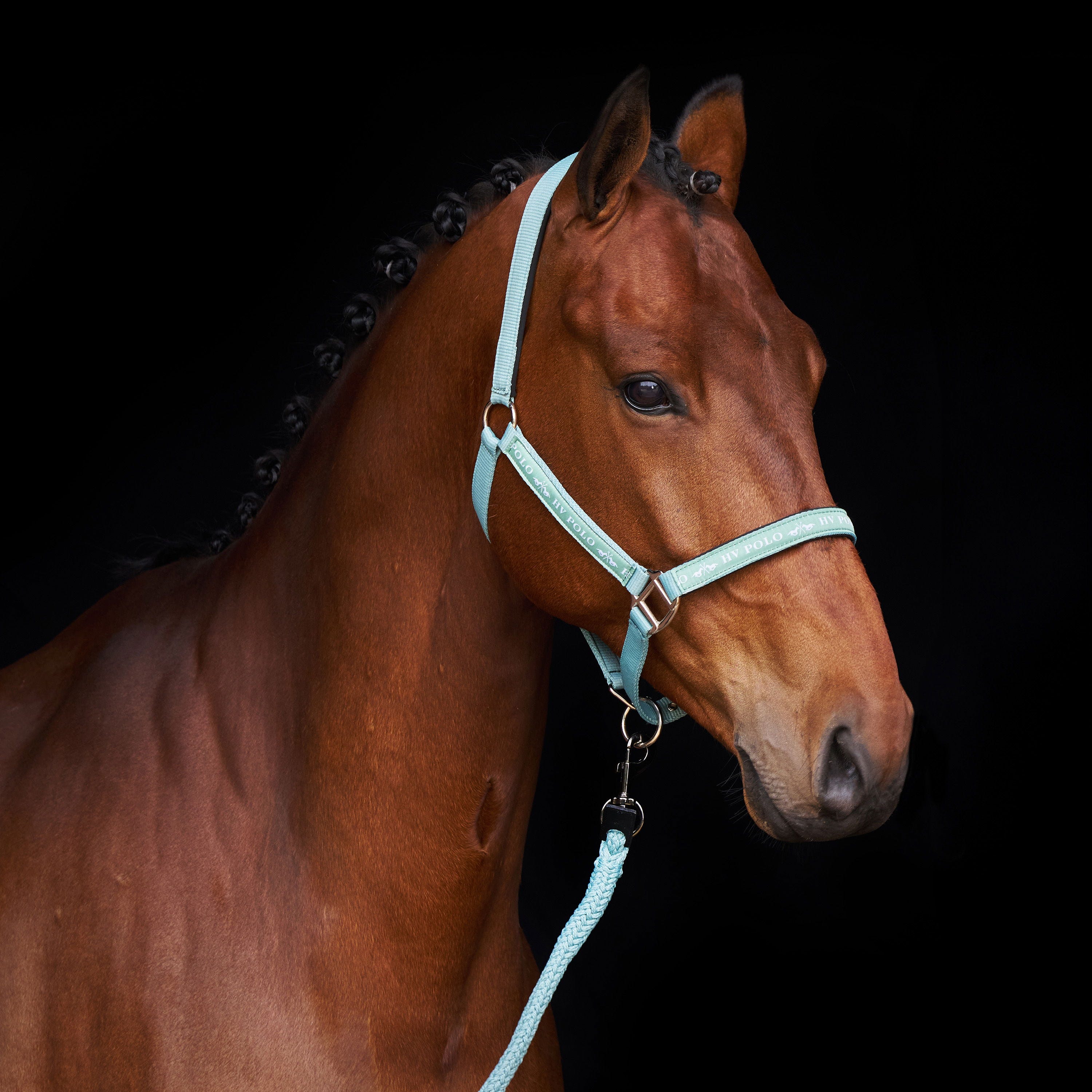 Halfter HVPNena - HV Polo