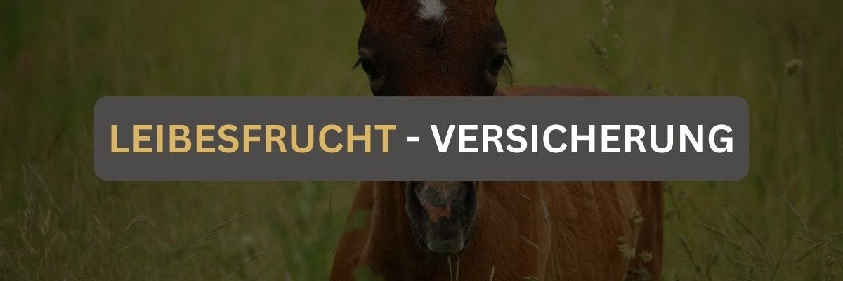Leibesfruchtversicherung Ein braunes Fohlen auf einer Wiese