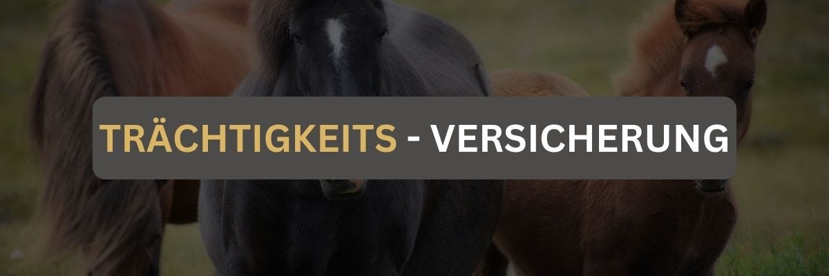 Trächtigkeitsversicherung trächtige, schwarze Stute
