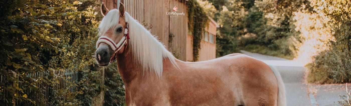 Meine Weg zu meinem neuen Pony Ein Haflinger der auf der Straße steht