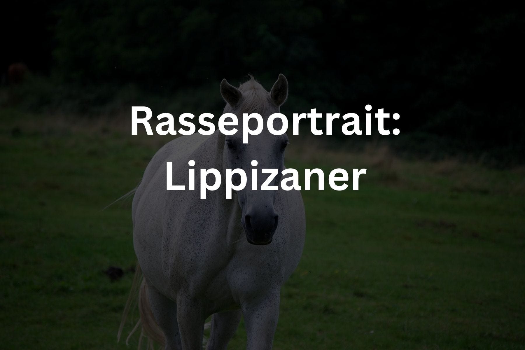 Pferderassen RidersDeal
