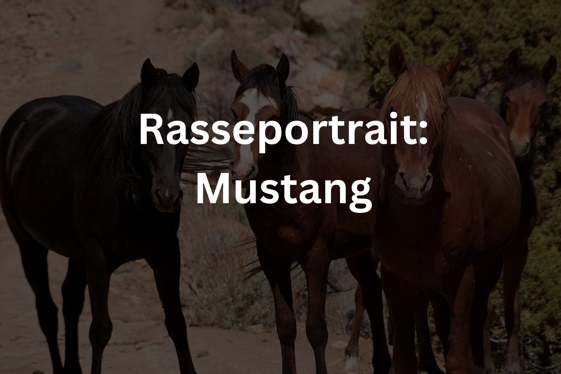 Pferderassen RidersDeal