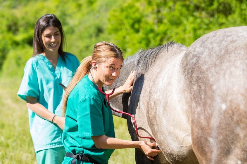 Tierarzt untersucht Pferd mit Stethoskop