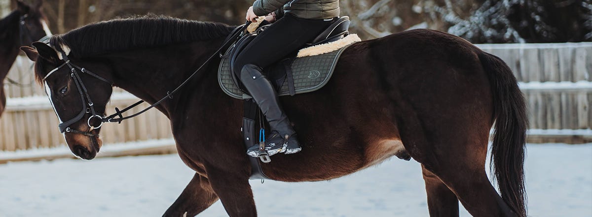 Muskelaufbau für Pferde im Wintertraining Ein dunkles Pferd, welches geritten wird